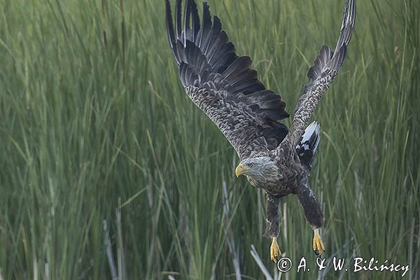 Bielik, Haliaetus albicilla