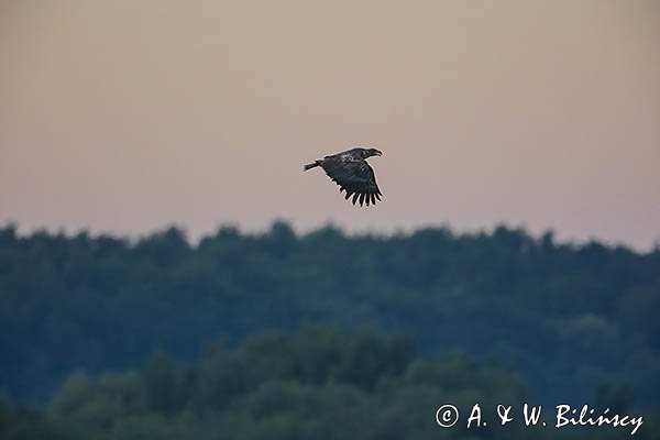 Bielik, Haliaetus albicilla