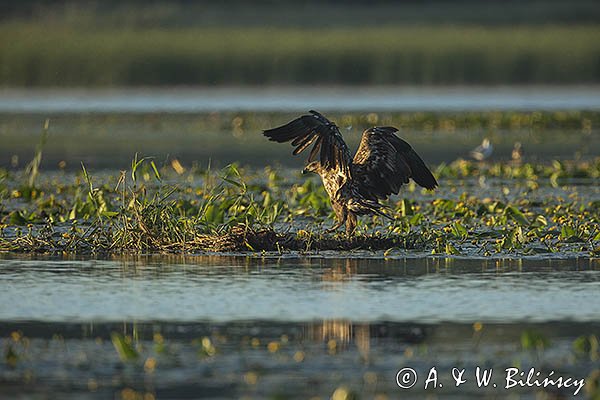 Bielik, Haliaetus albicilla