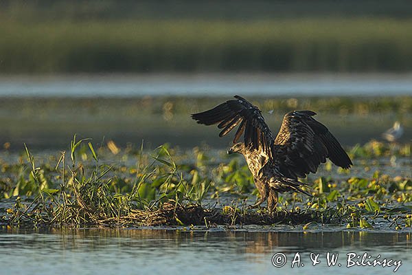 Bielik, Haliaetus albicilla