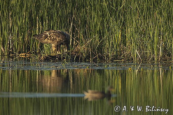 Bielik, Haliaetus albicilla