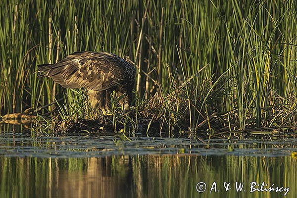 Bielik, Haliaetus albicilla