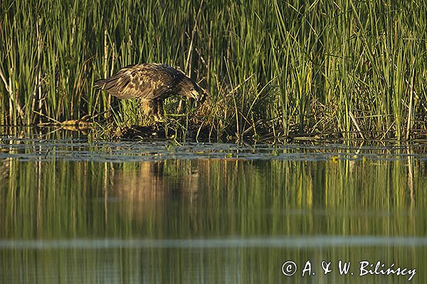 Bielik, Haliaetus albicilla