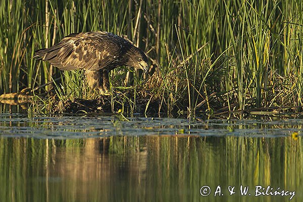 Bielik, Haliaetus albicilla