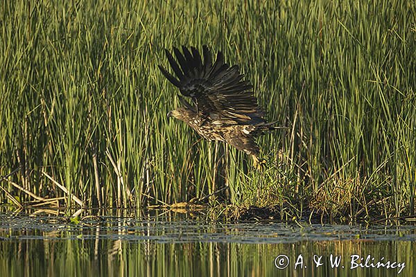 Bielik, Haliaetus albicilla