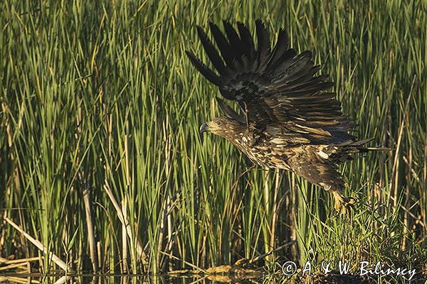 Bielik, Haliaetus albicilla