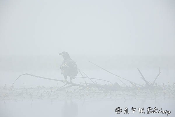 Bielik, Haliaetus albicilla