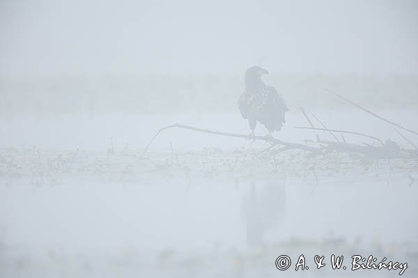 Bielik, Haliaetus albicilla