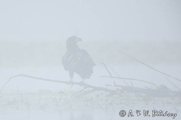 Bielik, Haliaetus albicilla