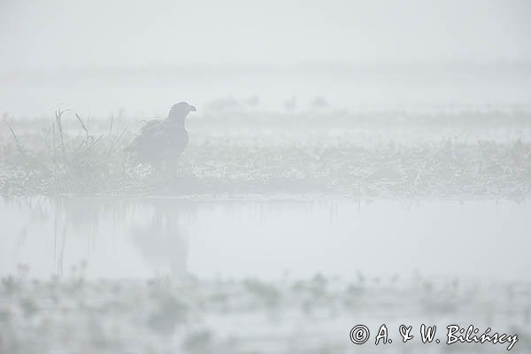 Bielik, Haliaetus albicilla