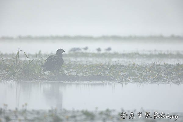 Bielik, Haliaetus albicilla