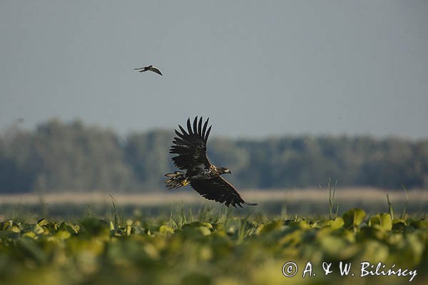 Bielik, Haliaetus albicilla