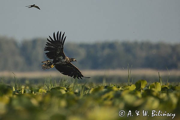 Bielik, Haliaetus albicilla