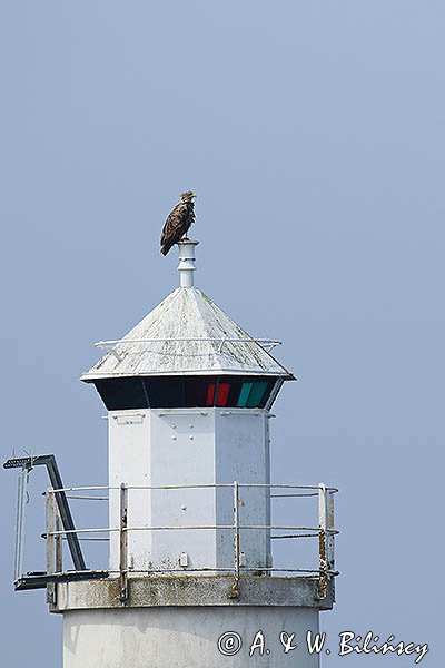 Orzeł bielik Haliaetus albicilla