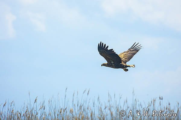 Bielik, Haliaetus albicilla