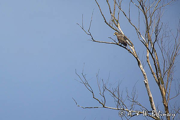 Bielik, Haliaetus albicilla