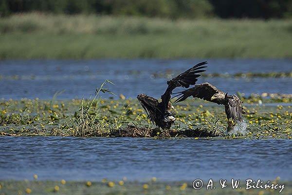 Bielik, Haliaetus albicilla, z rybą