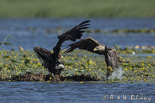 Bielik, Haliaetus albicilla, z rybą