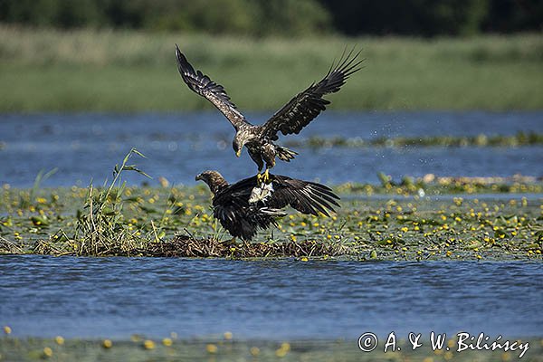 Bielik, Haliaetus albicilla, z rybą