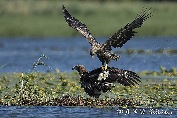 Bielik, Haliaetus albicilla, z rybą