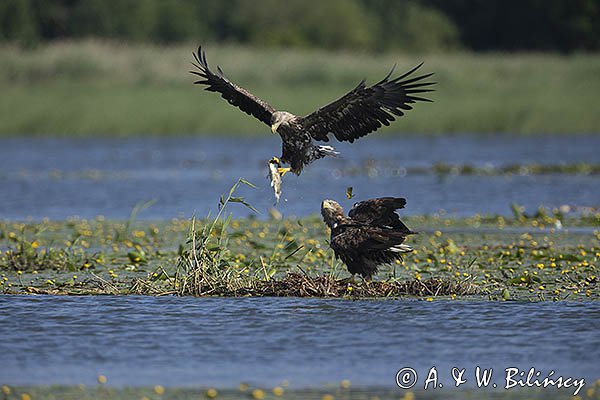 Bielik, Haliaetus albicilla, z rybą