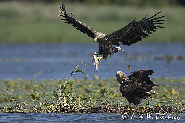 Bielik, Haliaetus albicilla, z rybą