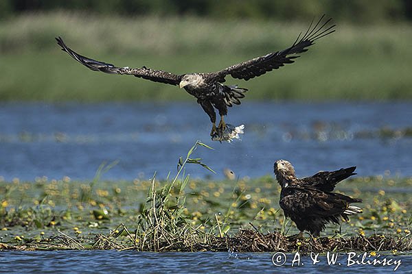 Bielik, Haliaetus albicilla, z rybą