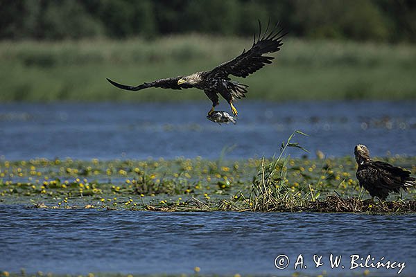 Bielik, Haliaetus albicilla z rybą