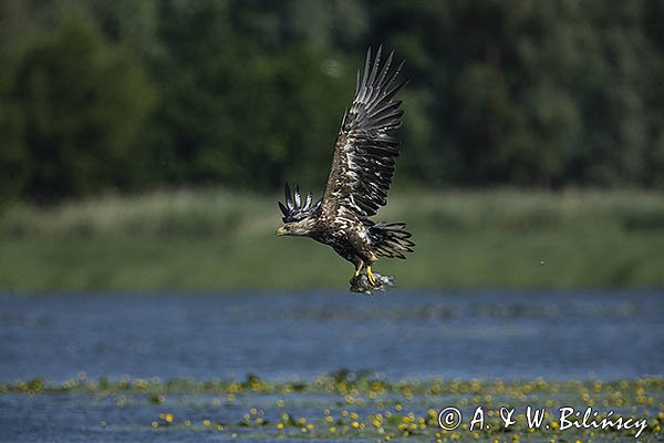 Bielik, Haliaetus albicilla z rybą