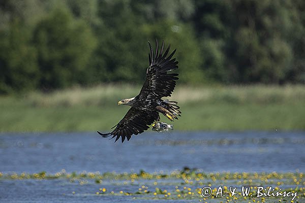 Bielik, Haliaetus albicilla, z rybą