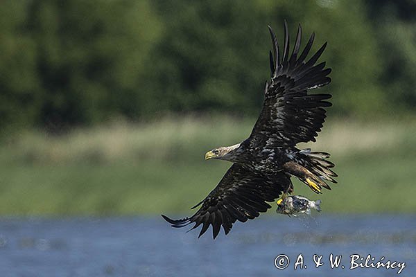 Bielik, Haliaetus albicilla, z rybą