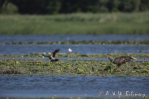 Bielik, Haliaetus albicilla, i wrona siwa, Corvus corone cornix