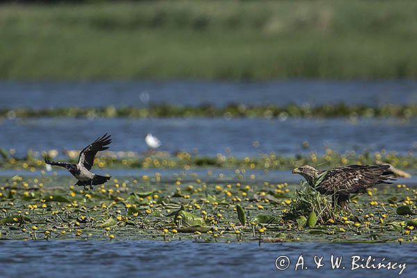 Bielik, Haliaetus albicilla, i wrona siwa, Corvus corone