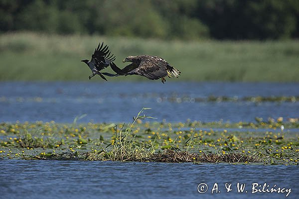 Bielik, Haliaetus albicilla, i wrona siwa, Corvus corone