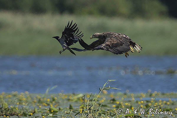 Bielik, Haliaetus albicilla, i wrona siwa, Corvus corone