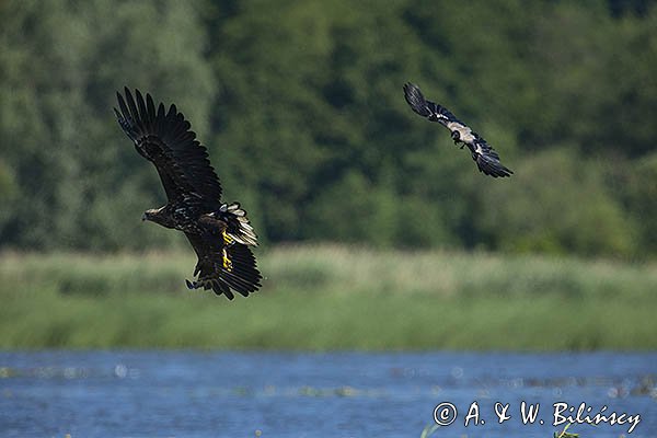 Bielik, Haliaetus albicilla, i wrona siwa, Corvus corone