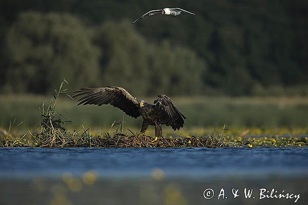 Bieliki, Haliaetus albicilla i śmeszka, Larus ridibundus