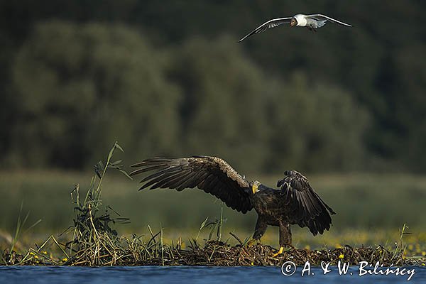 Bieliki, Haliaetus albicilla i śmeszka, Larus ridibundus