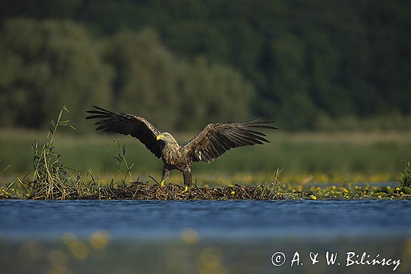 Bieliki, Haliaetus albicilla