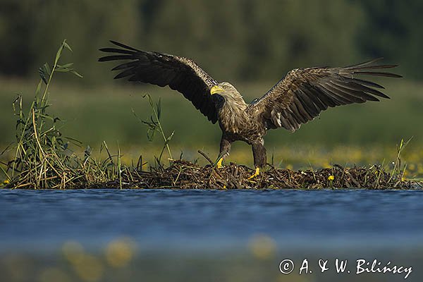 Bielik, Haliaetus albicilla