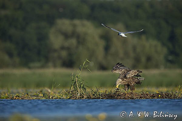 Bieliki, Haliaetus albicilla i śmeszka, Larus ridibundus