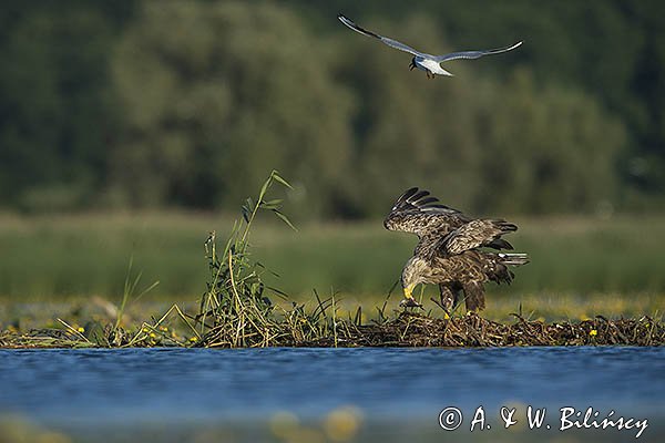 Bieliki, Haliaetus albicilla i śmeszka, Larus ridibundus