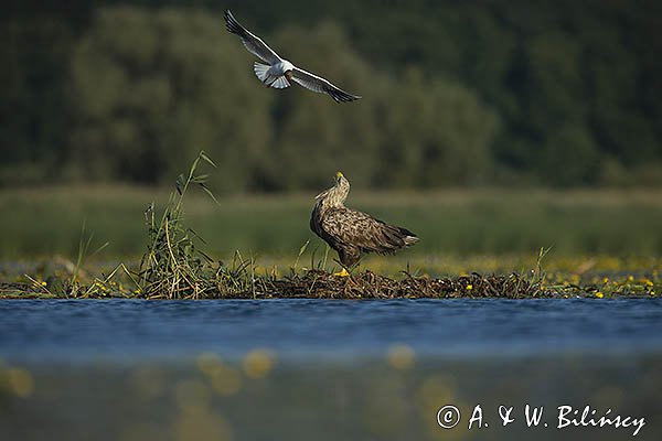 Bieliki, Haliaetus albicilla i śmeszka, Larus ridibundus