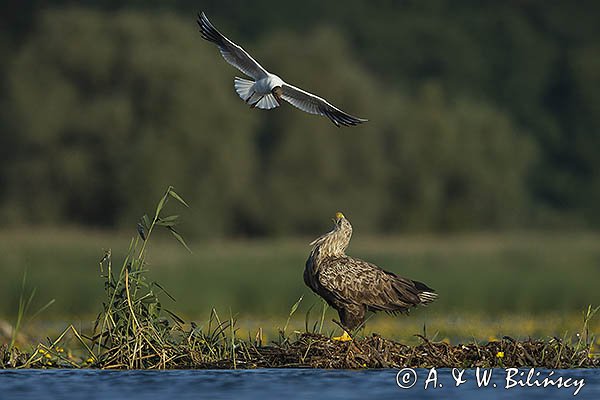 Bieliki, Haliaetus albicilla i śmeszka, Larus ridibundus