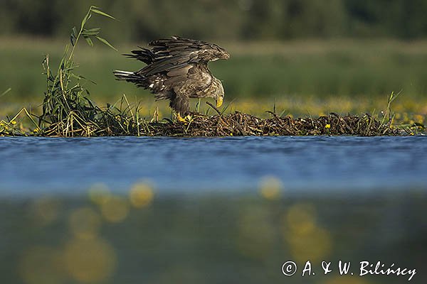 Bielik, Haliaetus albicilla