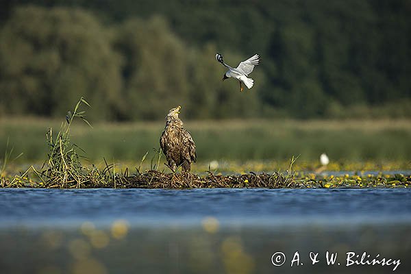 Bieliki, Haliaetus albicilla i śmeszka, Larus ridibundus