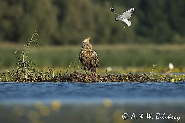 Bieliki, Haliaetus albicilla i śmeszka, Larus ridibundus