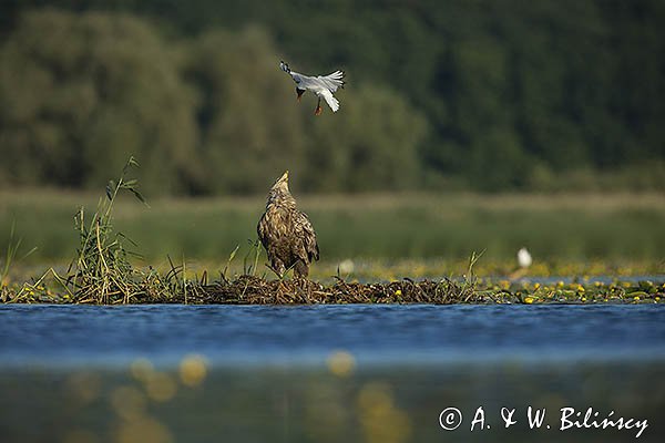 Bieliki, Haliaetus albicilla i śmeszka, Larus ridibundus