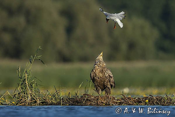 Bieliki, Haliaetus albicilla i śmeszka, Larus ridibundus