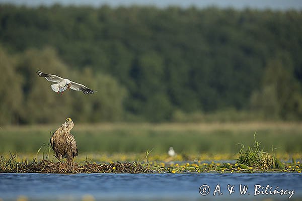 Bieliki, Haliaetus albicilla i śmeszka, Larus ridibundus